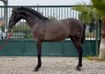 22 month old PRE stallion, great movements, 1A character