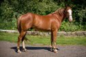 APH 3 yo gelding