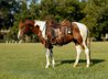 Catz Quejanaisalena aka Leo, a stunning 6 year old APHA gelding .