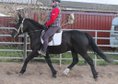 SW mare Belinda