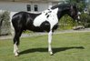 Impressive barock pinto stallion 
