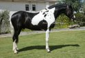 Impressive barock pinto stallion 