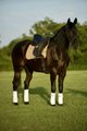 Upload/Images/9979Ffc6.Jpg