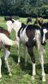 Paint horse black overo homozygous splash stallion
