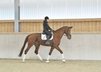 Elegant chestnut gelding with great riding quality