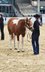 Fohlenschausiegerin & Champion Paint Horse Stute mit Top-Abstammu