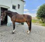 Toller Wallach für Freizeit & Gelände