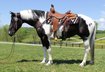 TALK ABOUT A QUEEN!!! Jasmine is a stocky built 1200lb mare stand