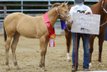 Lady In Champagne - Quarter Horse Stute mit Farbe & Perspektive