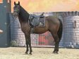 Ein Pferd zum Verlieben - Andalusier mit Charme und Zukunft