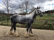 Shire Horse Merlin