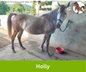 Companion Horse / Small Horse