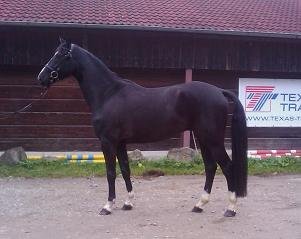 Mönchhof's royal black