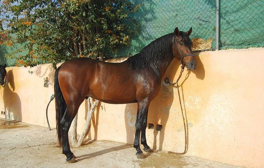 Stallion Purebred Spanish (P.R.E)