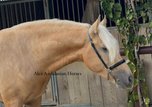 DREAM HORSE / Traumpferd Palomino PRE