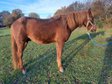 fresh Curly Horse stallion with full papers