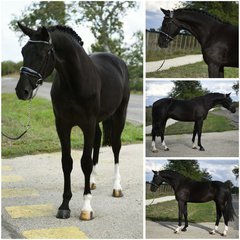 Josep_Horse_Stable