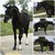 Josep_Horse_Stable