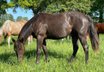 APHA American Paint Horse Wallach 2,5 Jahre Foundation Blue Roan