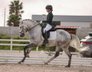FEI PSL stallion from Silveiras
