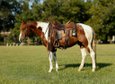 Catz Quejanaisalena aka Leo, a stunning 6 year old APHA gelding..
