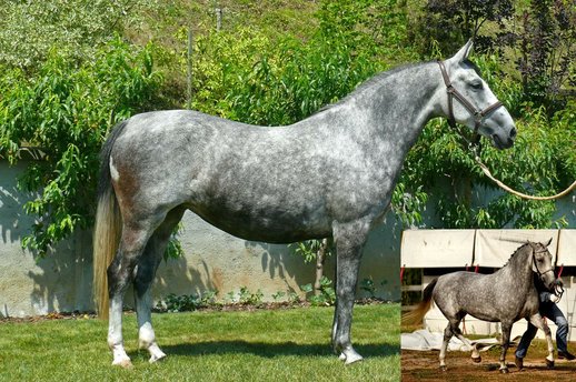 lipizzaner Capriola zuchstute