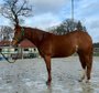 very dear Quarter Horse young mare with good old pedigree