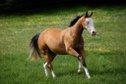 Bildhübsche Buckskin Quarter Horse Stute mit toller-Reining-Absta