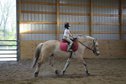 6-year-old Norwegian Fjord gelding