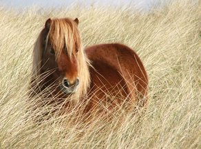Horse Breed Achetta