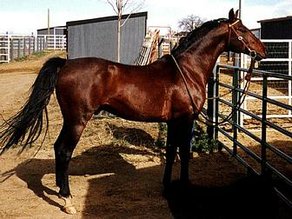 Horse Breed Akhal-Teke