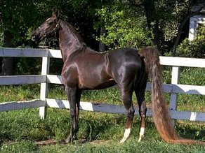 Pferderasse American Saddlebred