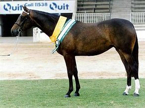 Horse Breed Anglo-Arab
