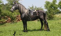 Warlander Horse