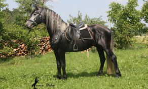 Horse Breed Warlander