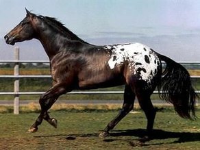 Pferderasse Appaloosa