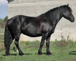 Horse Breed Mérens Pony