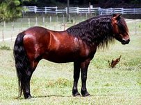 Dartmoor Pony Horse