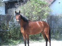 Württemberg Horse