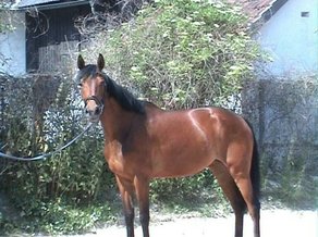 Horse Breed Württemberg