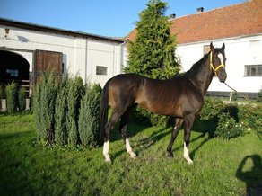 Horse Breed English Thorougbred