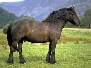 Horse Breed Fell Pony