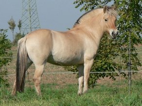 Horse Breed Fjord Horse