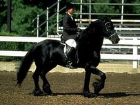 Friese Pferd