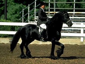 Horse Breed Friesian