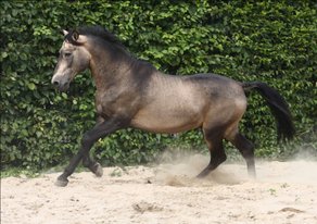 Horse Breed Lusitano