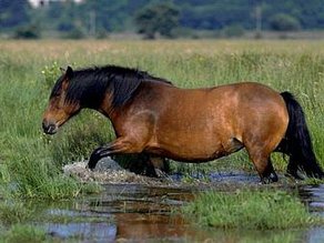 Horse Breed Highland
