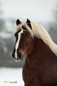 Black Forest Chestnut Horse