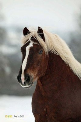 Horse Breed Black Forest Chestnut