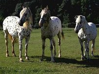 Knabstrupper Pferd